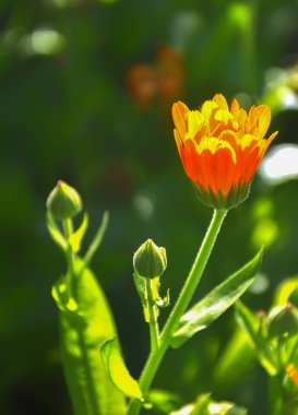 Bahçedeki sarı Calendula çiçekleri
