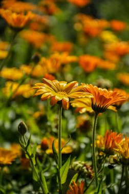 Bahçedeki sarı Calendula çiçekleri