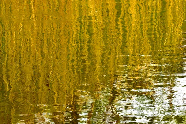 Reflejo Las Cañas Agua Del Lago — Foto de Stock