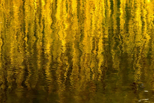 Riflesso Delle Canne Nell Acqua Del Lago — Foto Stock