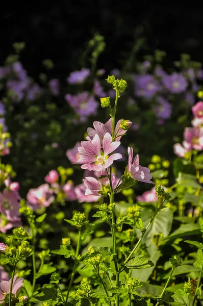 Pink Lavatera Kertben Ház Mellett — Stock Fotó