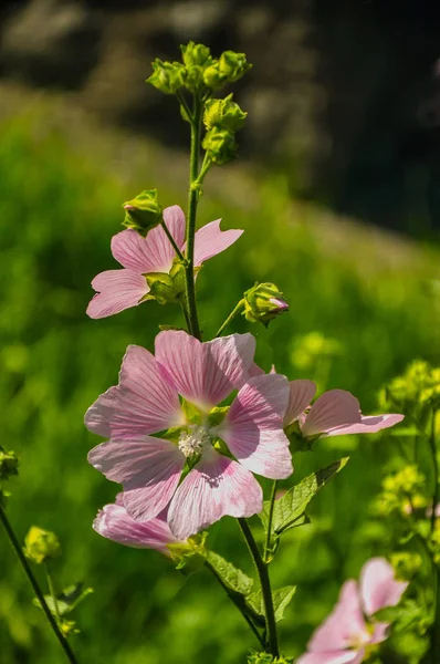 Pink Lavatera Kertben Ház Mellett — Stock Fotó