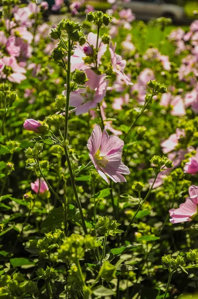 Pink Lavatera Kertben Ház Mellett — Stock Fotó