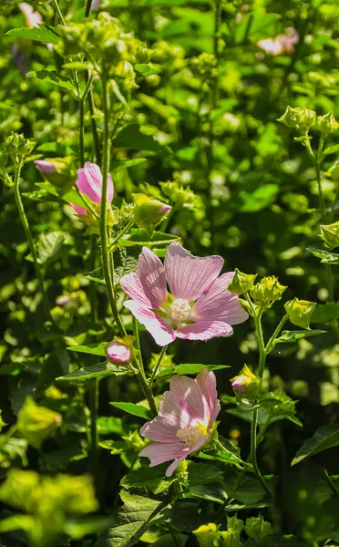 Pink Lavatera Kertben Ház Mellett — Stock Fotó