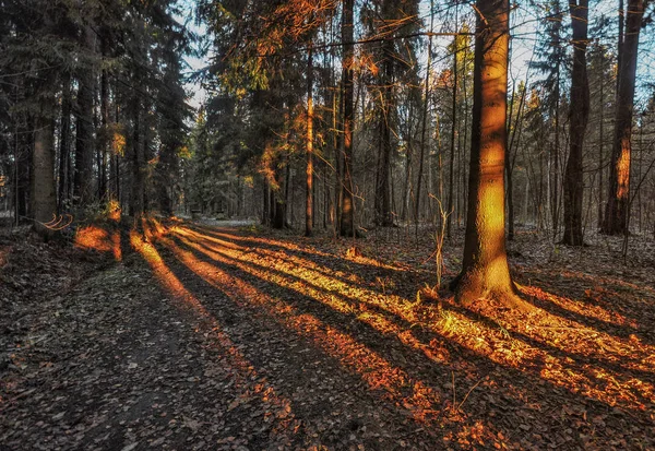 Manhã Gelada Paisagem Outono Parque Pavlovsk — Fotografia de Stock