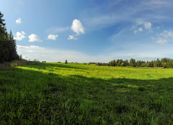 Green field on a sunny summer day