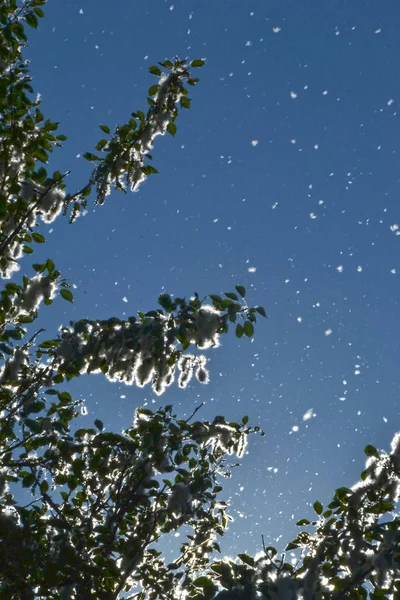 Zomer Sneeuwstorm Van Populier Pluis — Stockfoto