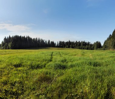Güneşli bir yaz gününde yeşil alan