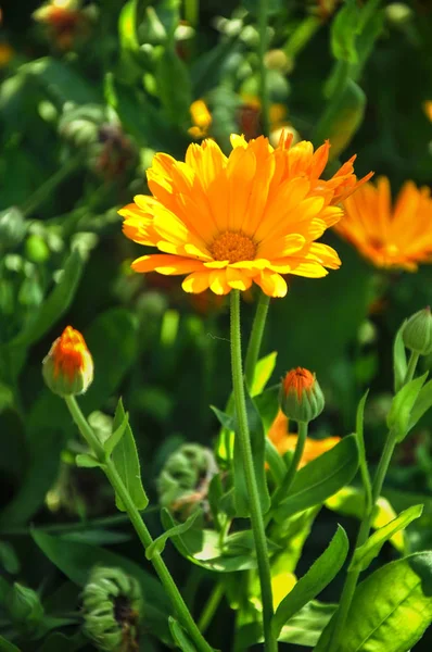 Bahçedeki sarı Calendula çiçekleri