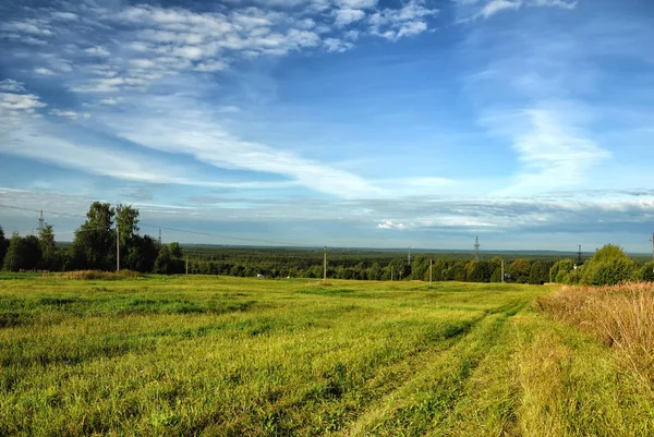 Green field on a sunny summer day