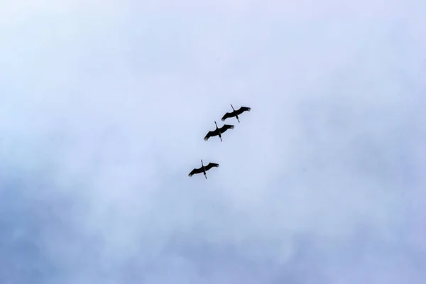 Familia Grúas Entrenando Antes Volar Países Cálidos — Foto de Stock