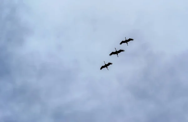 Family Cranes Training Flying Warm Countries — Stock Photo, Image