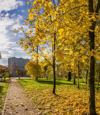 Murzink kıyısında ihmal park güneşli sonbahar günü