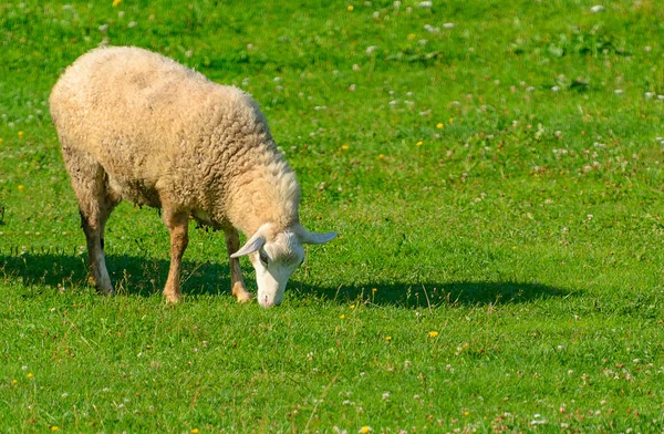 Får i betesmark — Stockfoto