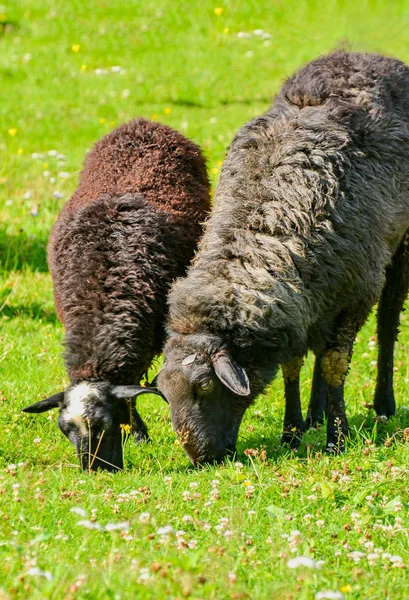 Πρόβατα σε παστουρμά — Φωτογραφία Αρχείου