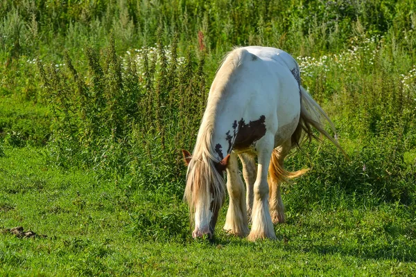 Pferd auf offener Weide. — Stockfoto