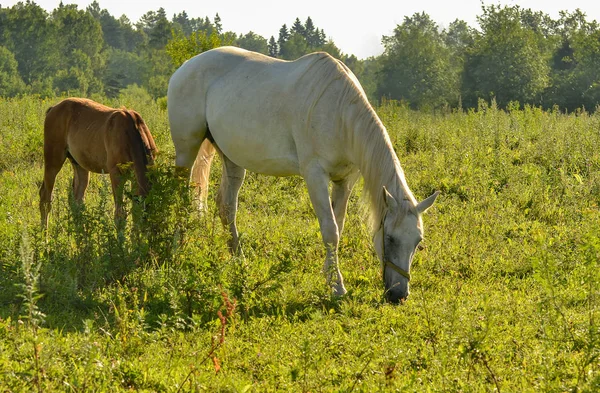 Pferd auf offener Weide. — Stockfoto