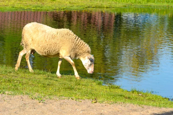 Får i betesmark — Stockfoto