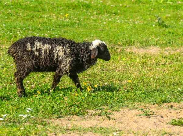 Πρόβατα σε παστουρμά — Φωτογραφία Αρχείου
