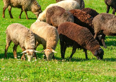 Sheep in a pasture  clipart