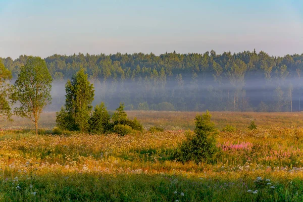 Kesäaamu — kuvapankkivalokuva