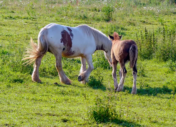 Cheval en pâturage ouvert . — Photo