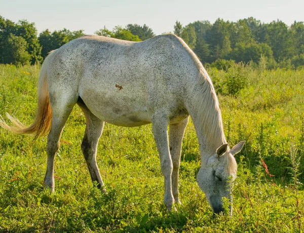 Лошадь на открытом пастбище . — стоковое фото