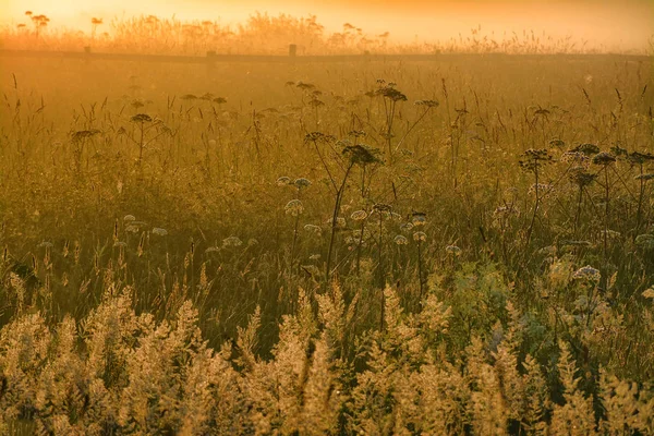 Amanecer de verano —  Fotos de Stock