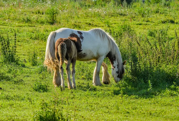 Horse on open pasture. — Stock Photo, Image