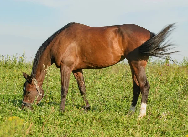 Лошадь на открытом пастбище . — стоковое фото