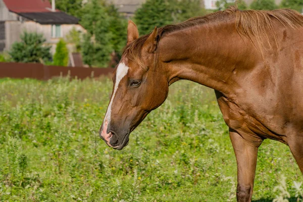 Pferd auf offener Weide. — Stockfoto