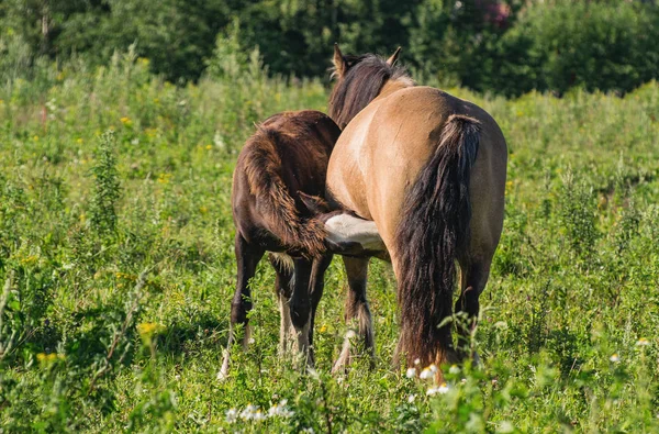 Cheval en pâturage ouvert . — Photo