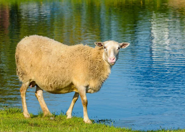 Får i betesmark — Stockfoto