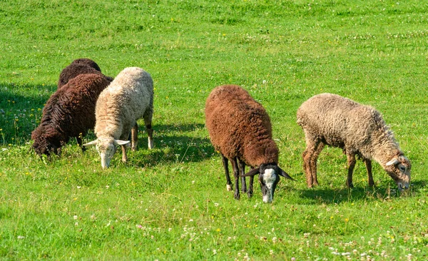 Ovce na pastvině — Stock fotografie
