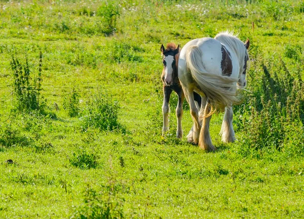 Cheval en pâturage ouvert . — Photo