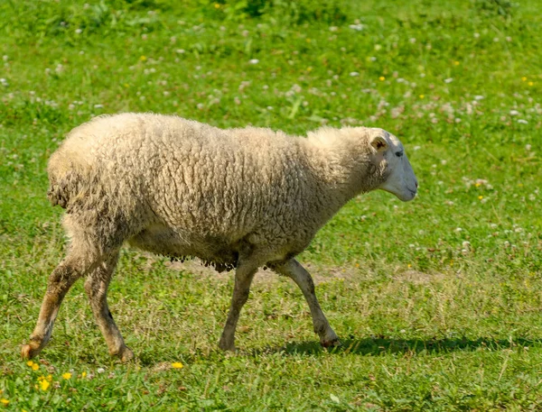 Får i betesmark — Stockfoto