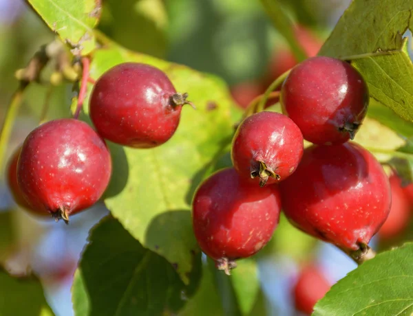 Great little crop of beautiful apples, Ranetki in an abandoned g — Stock Photo, Image