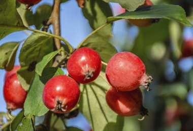 Güzel elma büyük küçük ürün, terk edilmiş bir g Ranetki