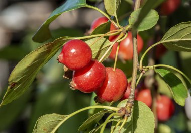 Güzel elma büyük küçük ürün, terk edilmiş bir g Ranetki