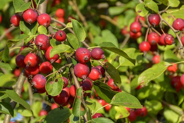 Great little crop of beautiful apples, Ranetki in an abandoned g — Stock Photo, Image