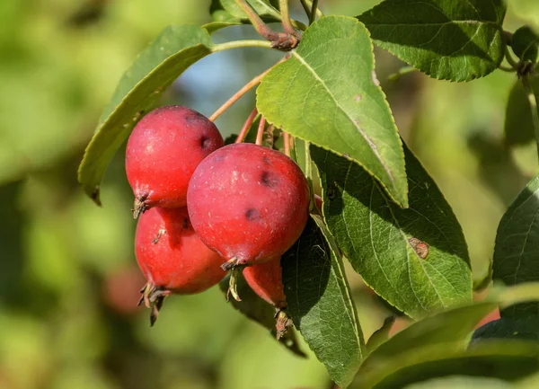 Great little crop of beautiful apples, Ranetki in an abandoned g — Stock Photo, Image