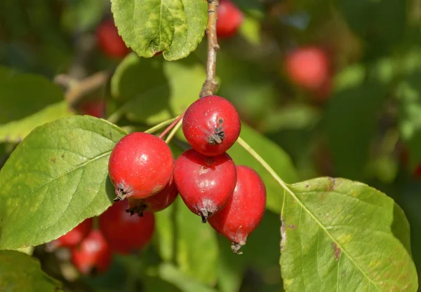 Great little crop of beautiful apples, Ranetki in an abandoned g