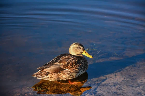 Pato en el río — Foto de Stock