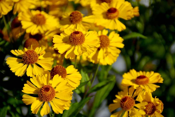 Autumn flowers — Stock Photo, Image