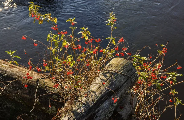 The red nightshade Bush — Stock Photo, Image