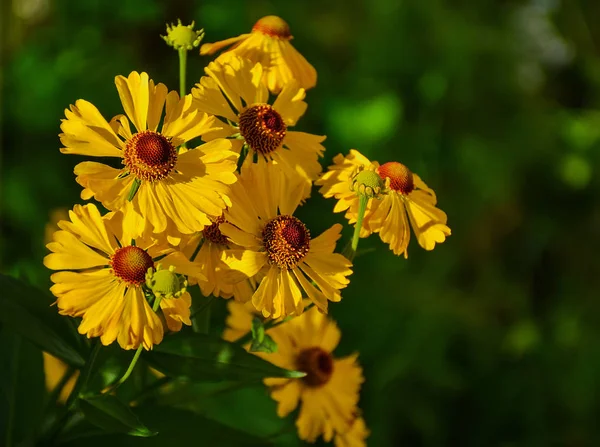 Autumn flowers — Stock Photo, Image