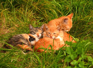 küçük yavru kedi 