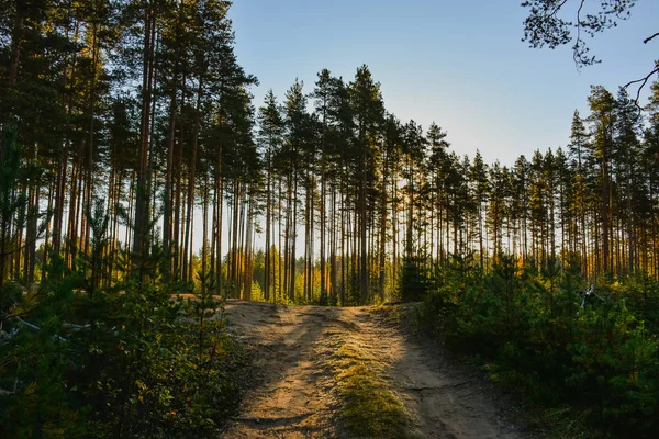 Słoneczny poranek — Zdjęcie stockowe