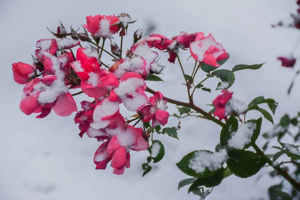 Цветы Снегу — стоковое фото