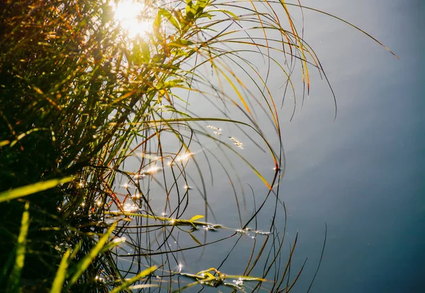 Солнце в траве — стоковое фото